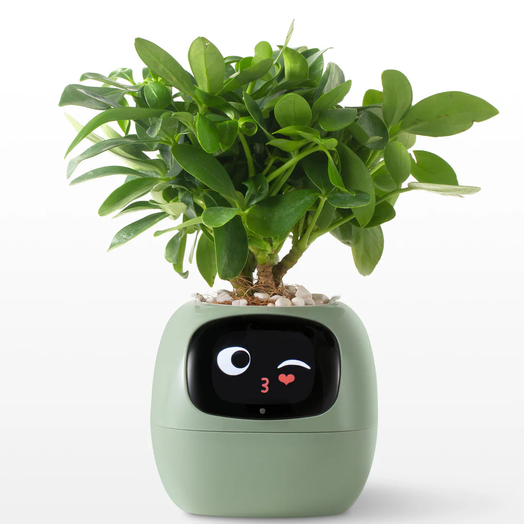 EcoMood Planter - Senin Akıllı AI Bitki Yoldaşın 🌱