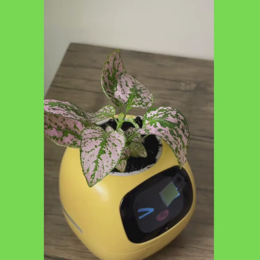 EcoMood Planter - Senin Akıllı AI Bitki Yoldaşın 🌱